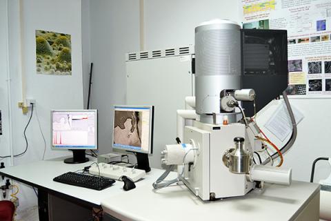 Field-Emission Scanning Electron Microscopy (FE-SEM)