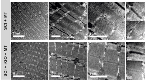Caracterización de la estructura de los músculos con los distintos tratamientos. FOTO: ICMM-CSIC
