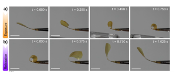 Hacia los músculos artificiales y tecnologías anticongelantes: crean un nuevo material que convierte luz en movimiento