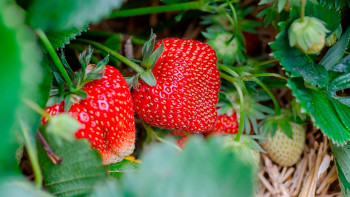 Las fresas son alimentos muy perecederos y se trabajará por ampliar su vida útil una vez se compran.