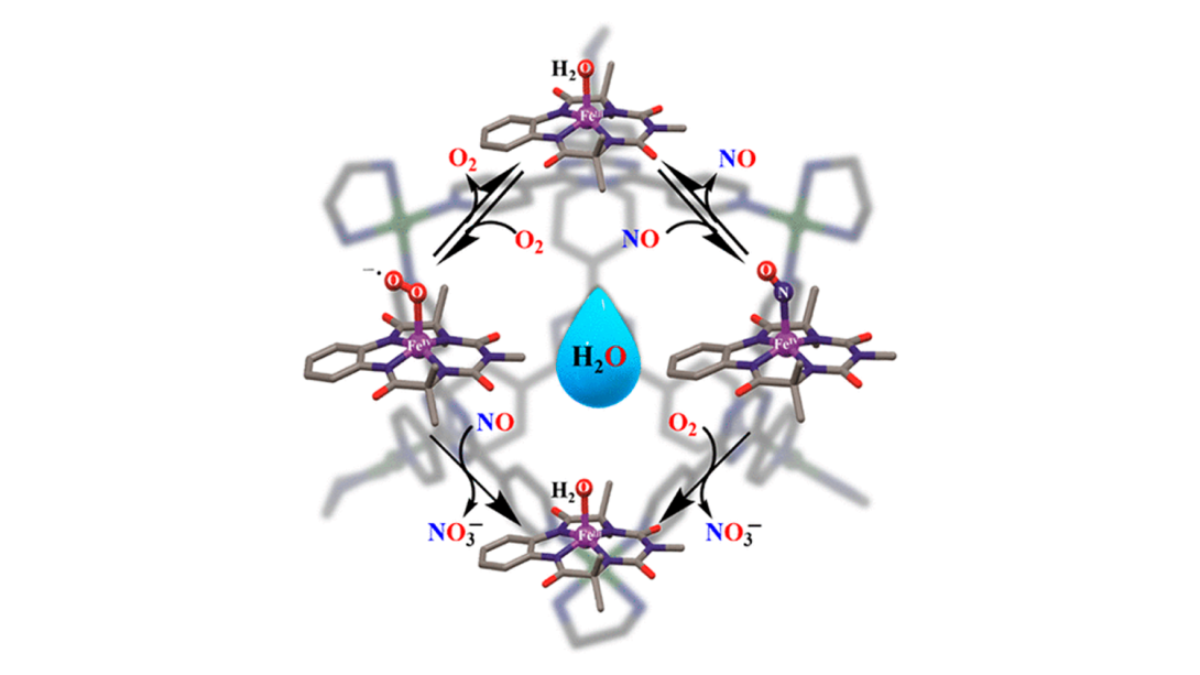 Nitric Oxide Oxygenation Reaction in Water at Room Temperature inside a Cage