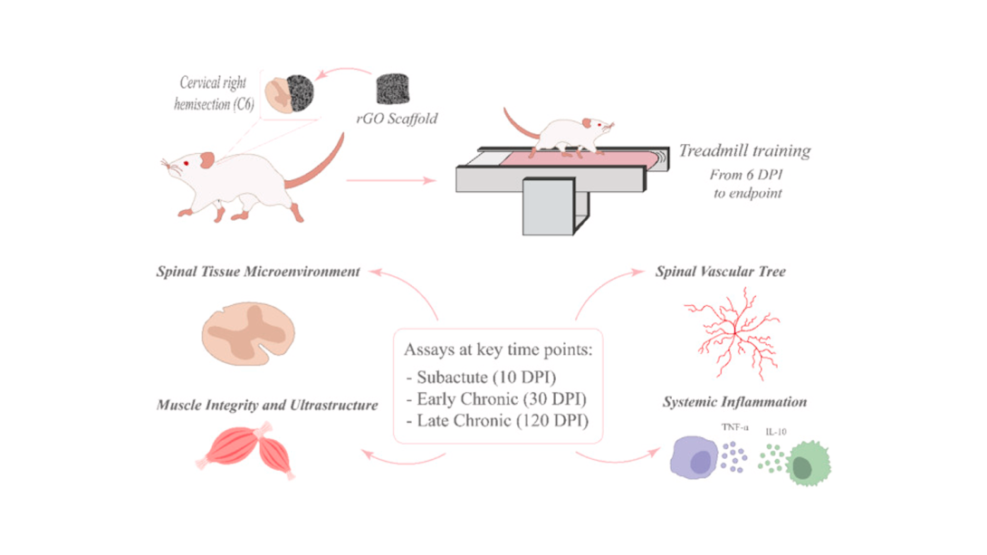 Scheme 1. Schematic representation of the experimental design followed in this study. DPI: days post-injury; IL-10: interleukin 10; rGO: reduced graphene oxide; TNF-a: tumor necrosis factor a.