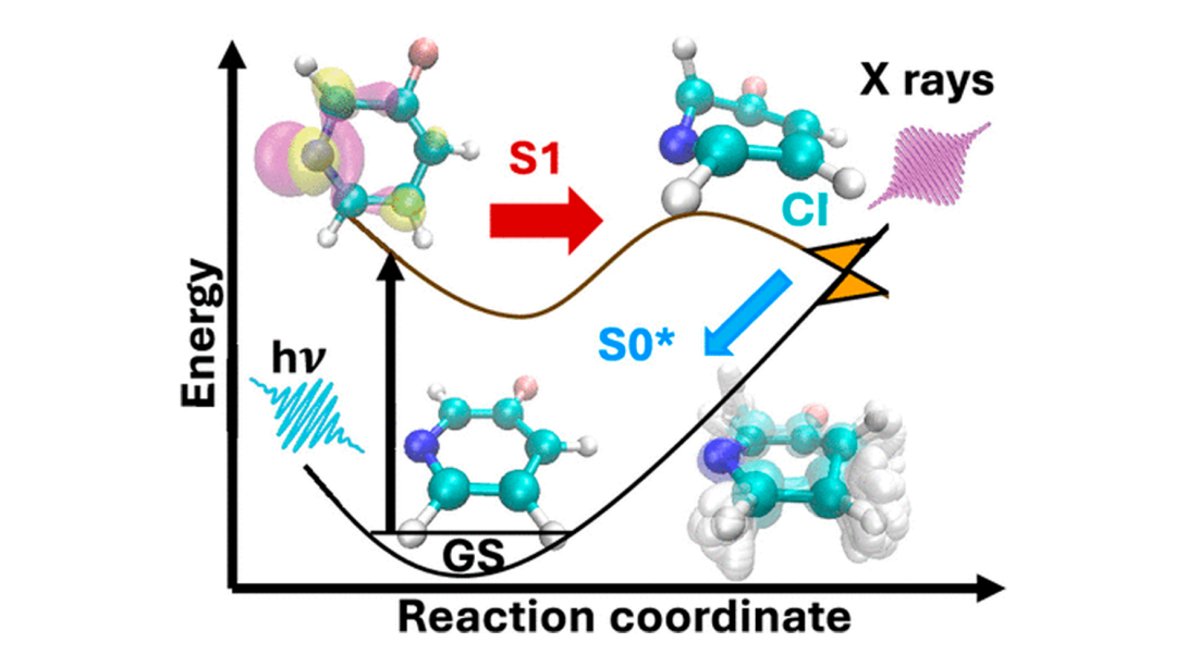 . This insight opens new avenues for exploring ultrafast dynamics and conical intersection pathways in more complex systems, from photostable DNA bases to light-harvesting materials.