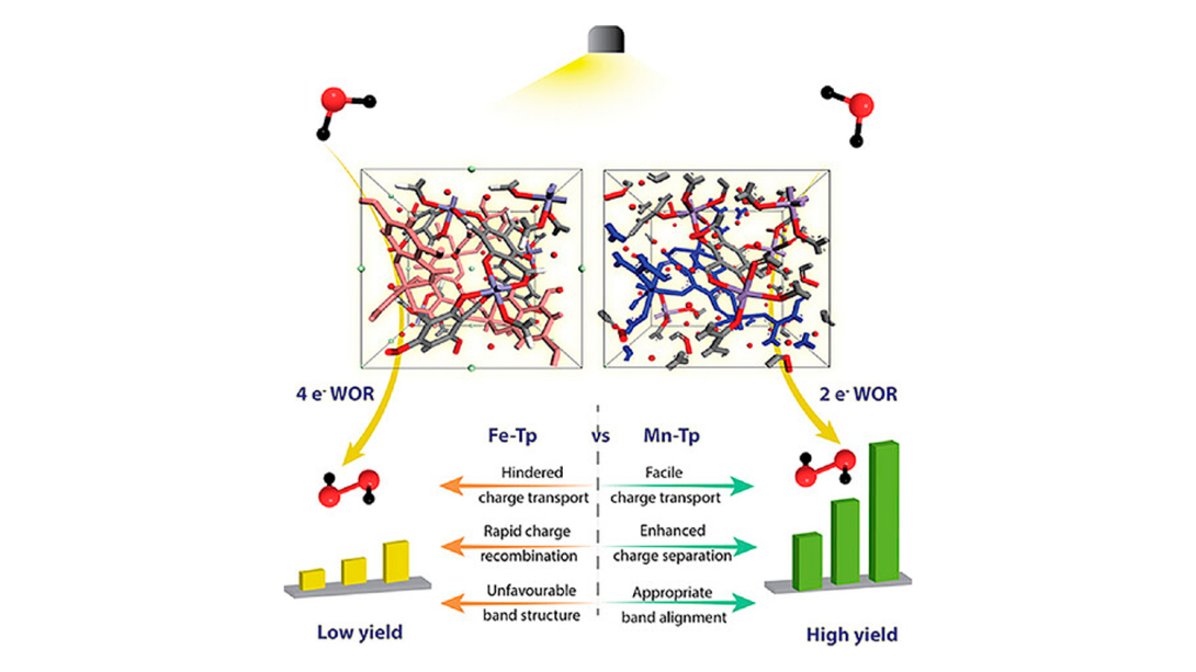 Two isostructural conjugated-MOFs (Fe-Tp and Mn-Tp) photocatalysts were engineered with nonequivalent microenvironmental redox tuning for hydrogen peroxide production. The manganese analog engages both the oxygen reduction reaction and the water oxidation reaction while suppressing decomposition, delivering 10 487 µmol g−1 h−1 with an apparent quantum yield of 9.94% at 467 nm and a solar-to-chemical conversion efficiency of 0.45%.