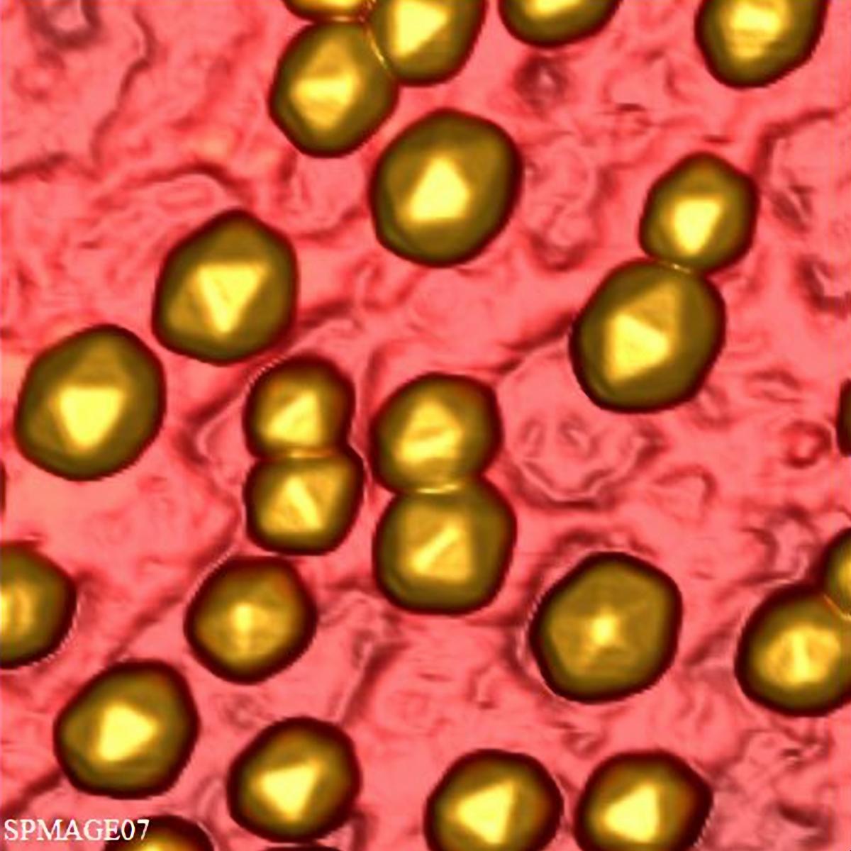 Nanocristales Icosaédricos Sobre un Sustrato