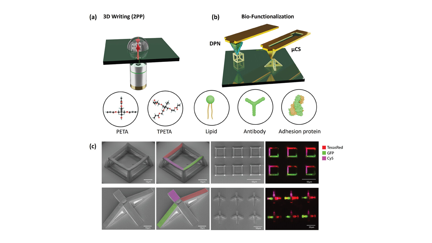 Site-Specific Functionalization of 3D Microscaffolds