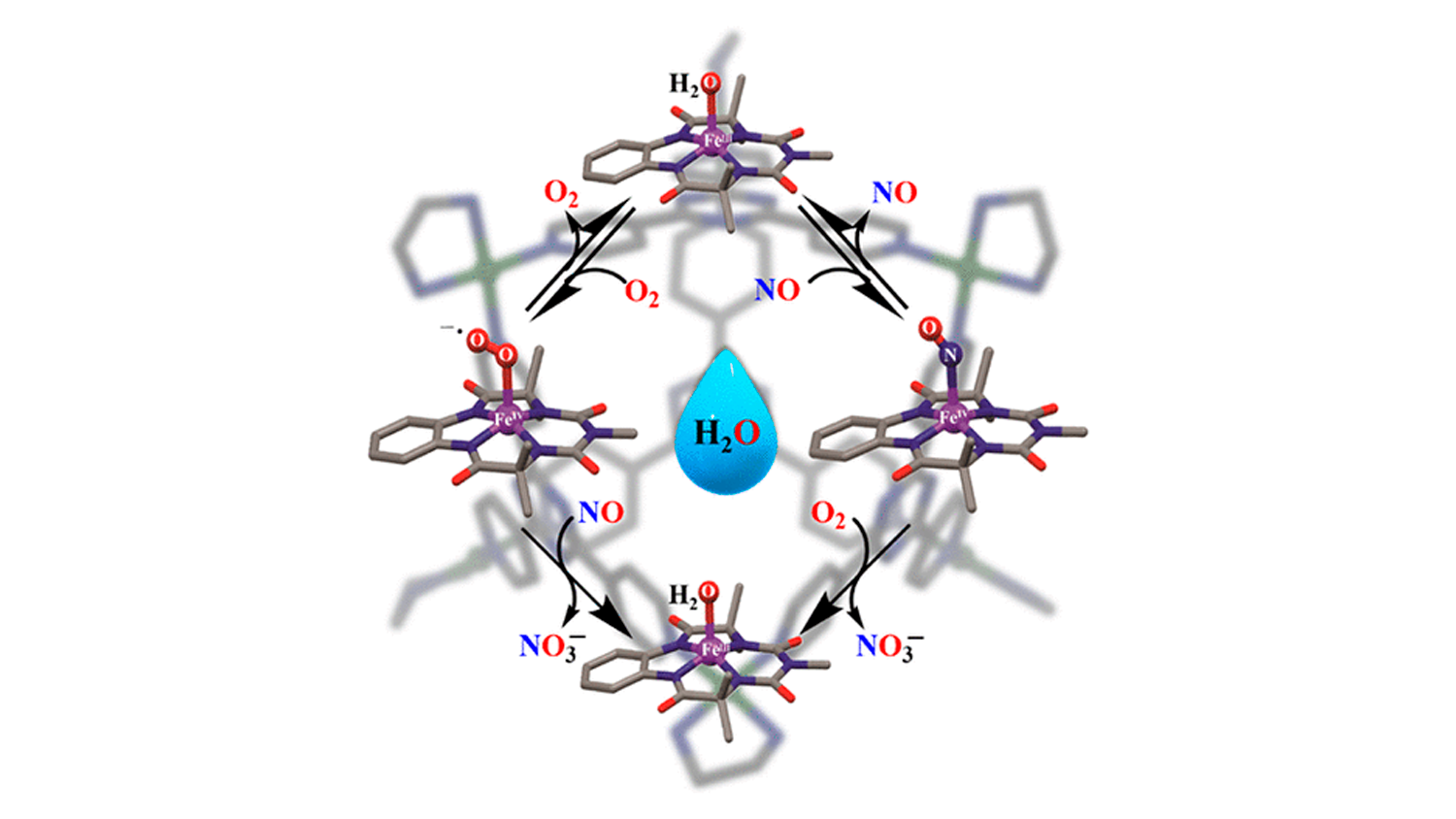 Nitric Oxide Oxygenation Reaction in Water at Room Temperature inside a Cage